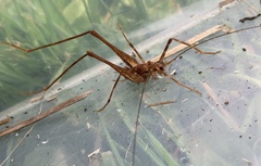 Macropathinae