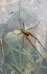 Macropathinae