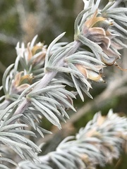 Aspalathus nickhelmei