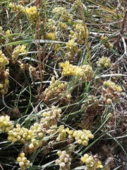 Conostylis candicans candicans