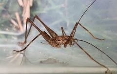 Macropathinae