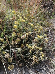 Conostylis candicans candicans