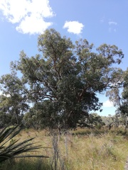 Eucalyptus gomphocephala
