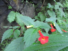 Achimenes heterophylla