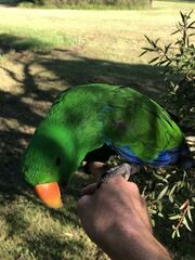 Eclectus roratus