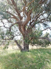Eucalyptus gomphocephala