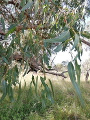 Eucalyptus gomphocephala