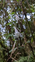 Tripterospermum luzonense