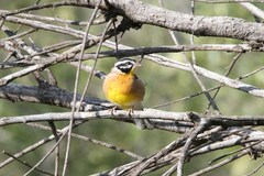 Emberiza flaviventris kalaharica