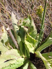 Lichtensteinia lacera