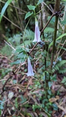 Tripterospermum luzonense