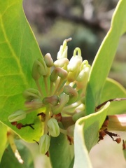 Hakea prostrata