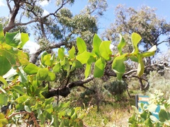 Hakea prostrata
