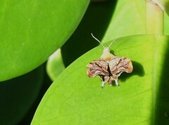 Choreutis emplecta