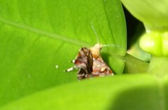 Choreutis emplecta