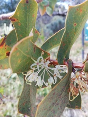 Hakea prostrata