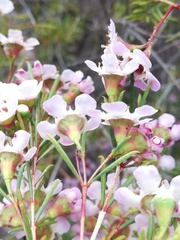 Chamelaucium uncinatum