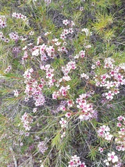 Chamelaucium uncinatum