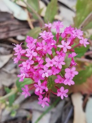 Centranthus macrosiphon