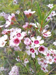 Chamelaucium uncinatum