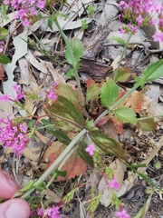 Centranthus macrosiphon