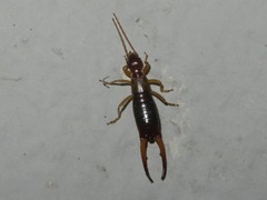 Apterygida albipennis