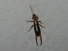 Apterygida albipennis