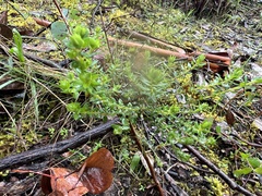Pultenaea gunnii