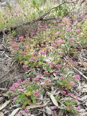 Centranthus macrosiphon