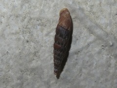 Alinda biplicata