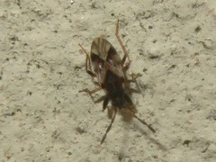 Scolopostethus thomsoni