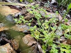 Hydrocotyle foveolata