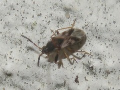 Scolopostethus thomsoni