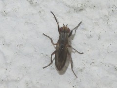 Pherbellia cinerella