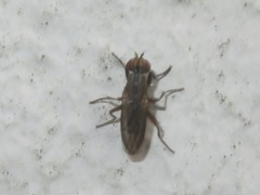 Pherbellia cinerella