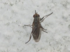 Pherbellia cinerella