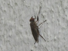 Pherbellia cinerella