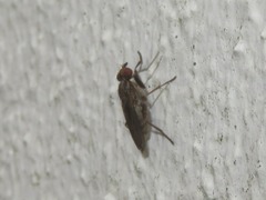 Pherbellia cinerella