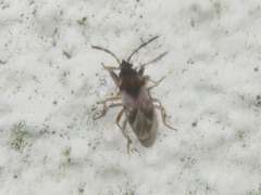 Scolopostethus thomsoni