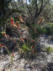 Anigozanthos manglesii