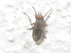 Pherbellia cinerella