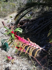 Anigozanthos manglesii