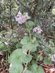 Pelargonium australe