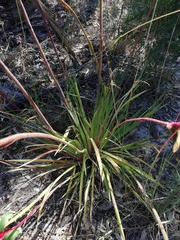 Anigozanthos manglesii