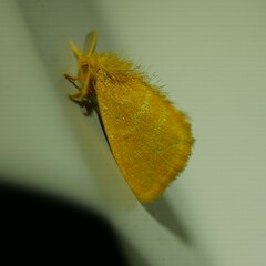 Euproctis lutea