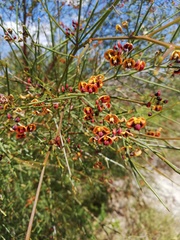 Daviesia divaricata
