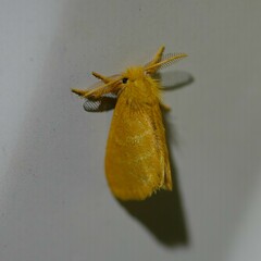 Euproctis lutea
