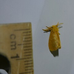 Euproctis lutea