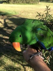 Eclectus roratus
