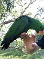 Eclectus roratus